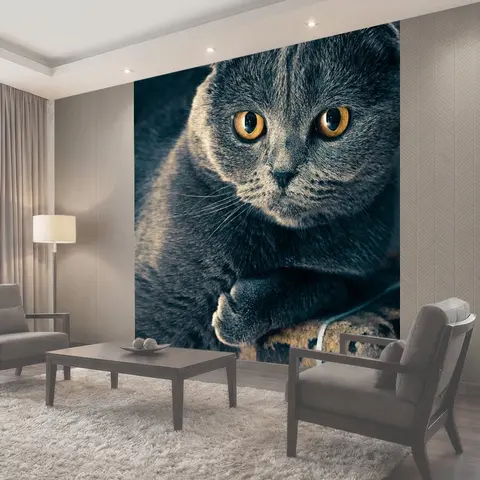 Фотообои Шотландская вислоухая, кошка, домашний питомец