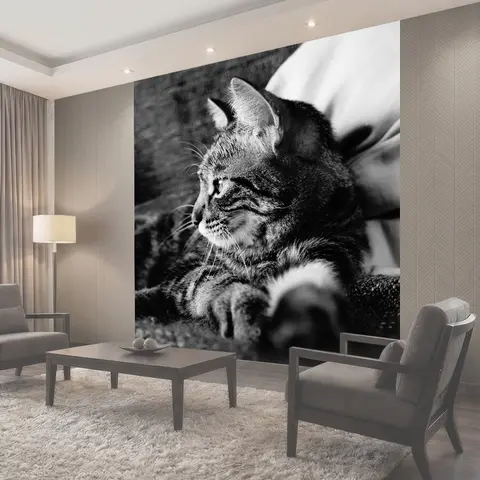 Фотообои Кошка, полосатая кошка, черный и белый