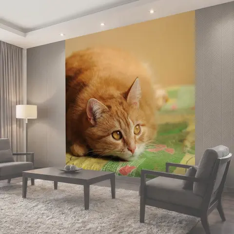 Фотообои Кошка, кот, рыжий