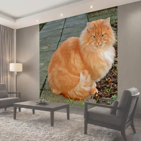 Фотообои Кошки, ros, рыжая
