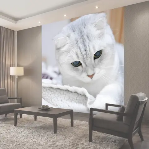 Фотообои Шотландский вислоухий, серебряный градиент, кошка