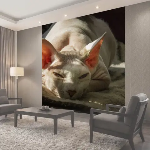 Фотообои Канадский сфинкс, кошка, кошки