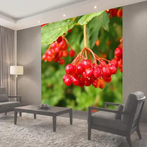 Фотообои Калина, ягода, плоды
