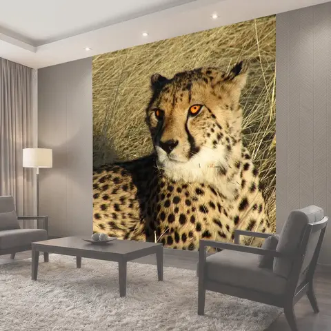 Фотообои Намибия, гепард, кошачий