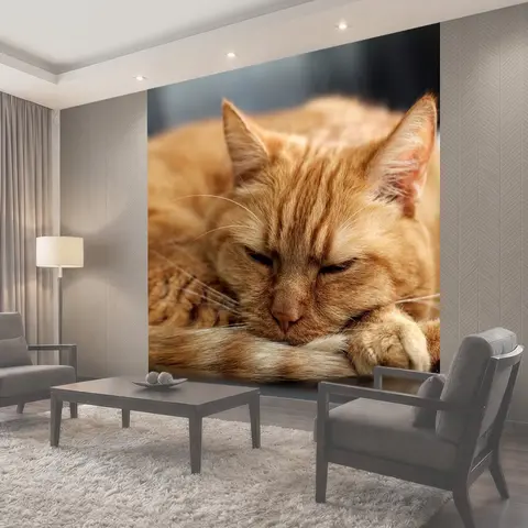 Фотообои Кот, рыжий кот, котенок