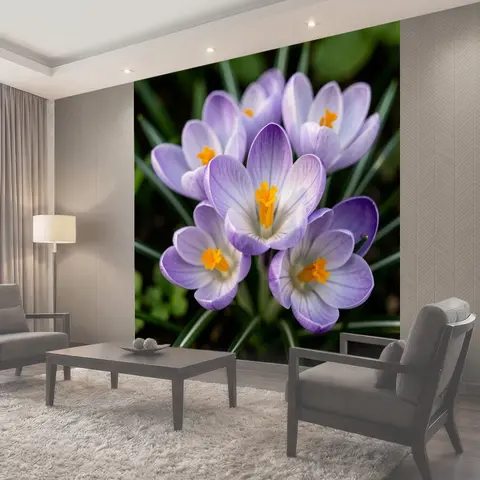 Фотообои Нежные сиреневые крокусы крупным планом