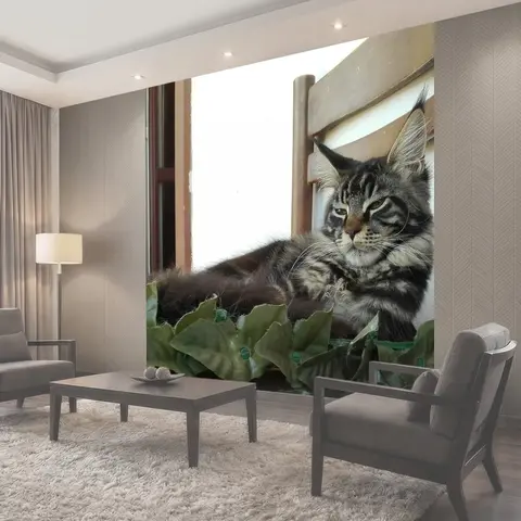 Фотообои Мейн-кун, спящие кошки, кошка