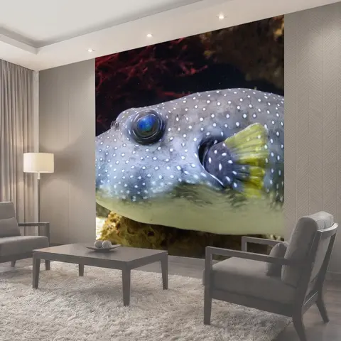 Фотообои Рыба фугу, boxfish, рыбы