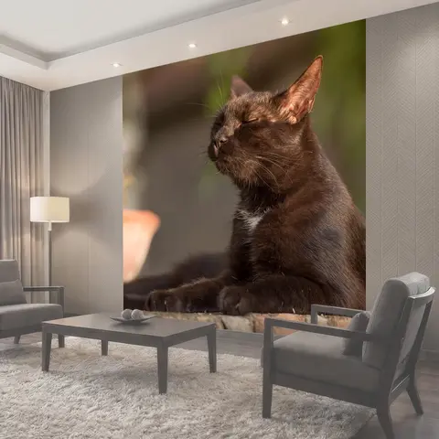 Фотообои Кошка, котенок, черный кот