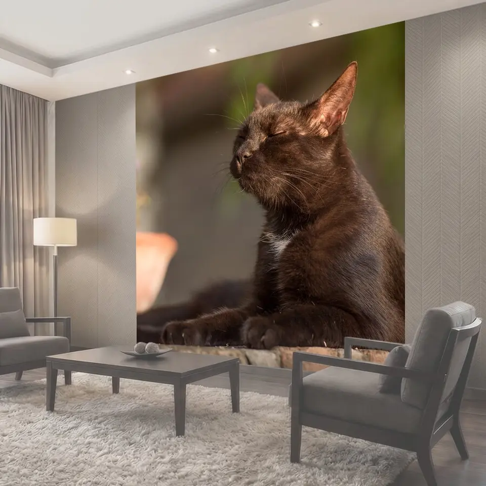 Фотообои Кошка, котенок, черный кот