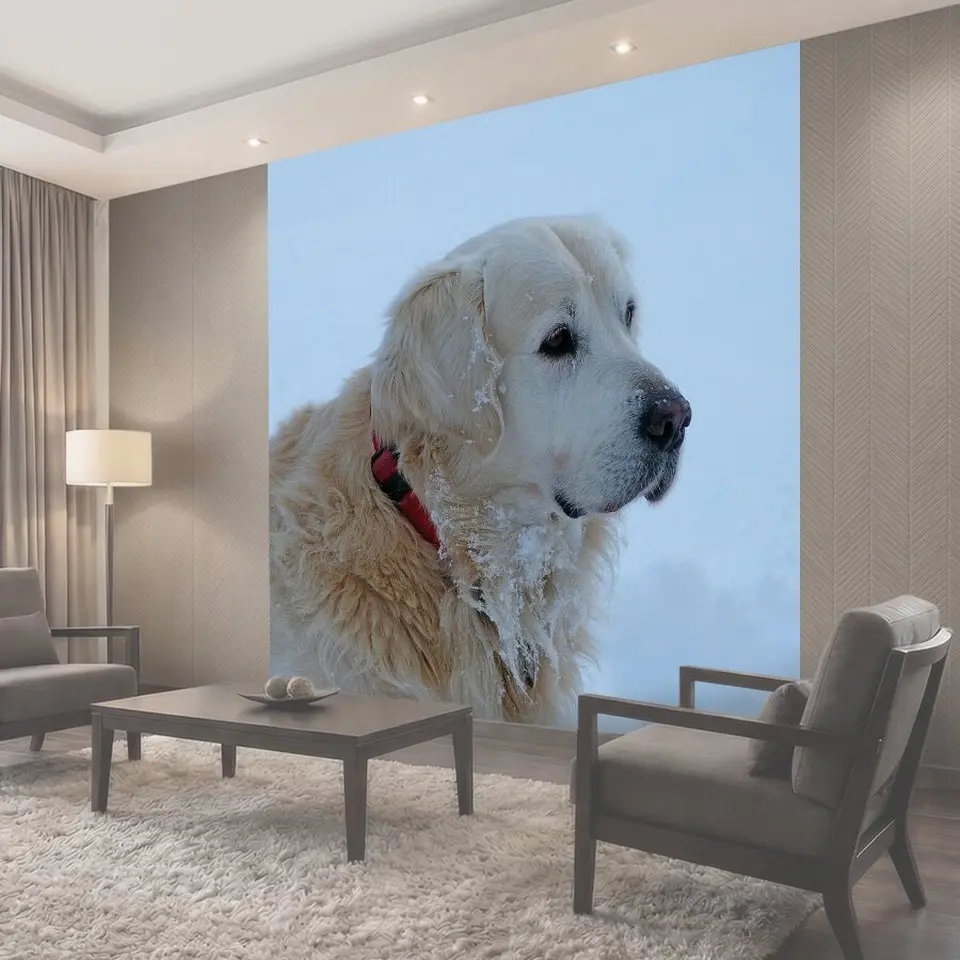 Фотообои Золотистый ретривер, собака, pet