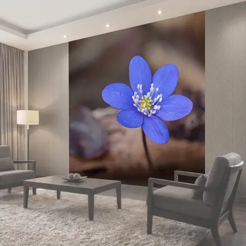 Фотообои Печеночник, hepatica nobilis, рано цветущий