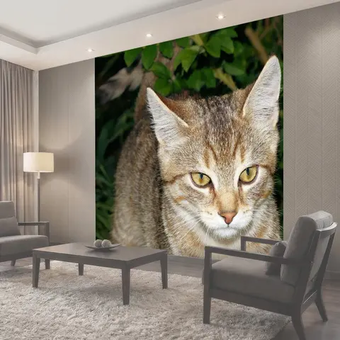Фотообои Кот, детеныш, katzenkopf