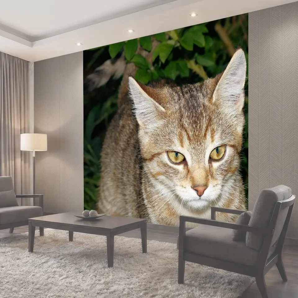 Фотообои Кот, детеныш, katzenkopf