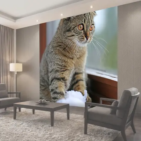 Фотообои Кошка, полосатый, шотландский
