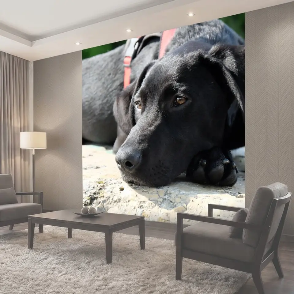 Фотообои Собака, чернить, лабрадор