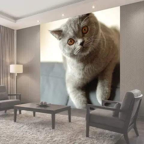 Фотообои Кошка, британская короткошерстная кошка, домашний питомец