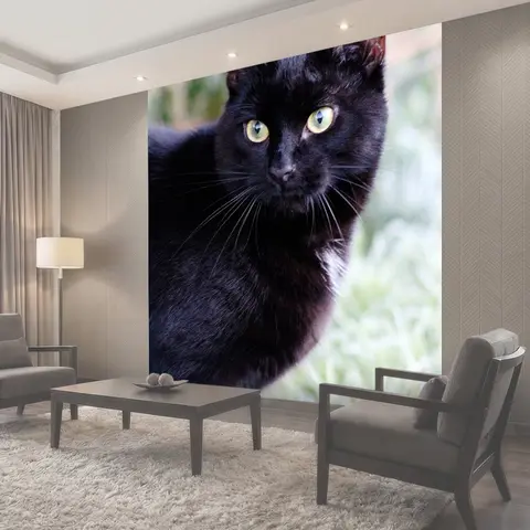 Фотообои Кошка, черный кот, домашний питомец