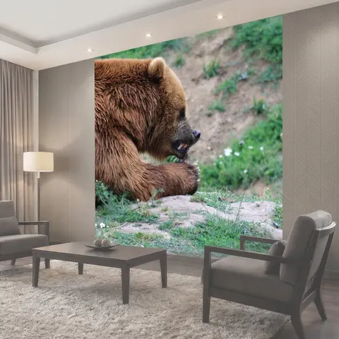 Фотообои Бурый медведь, подача, опасный