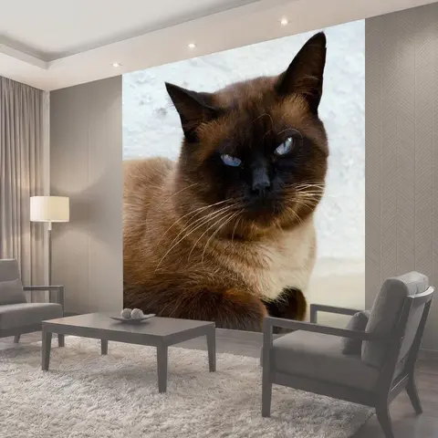 Фотообои Кошка, pet, сиамский