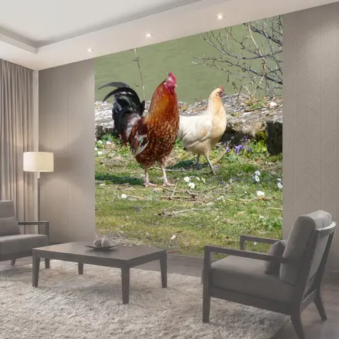 Фотообои Петух, курица, птицы