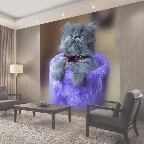 Фотообои Кот, персидский, кошачий