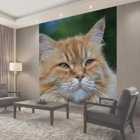 Фотообои Кошка, feline, pet