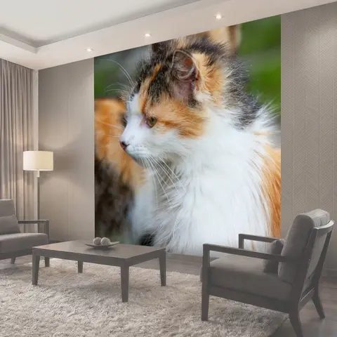 Фотообои Восхитительный, животное, кошка