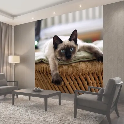 Фотообои Кот, кошка, тайская кошка