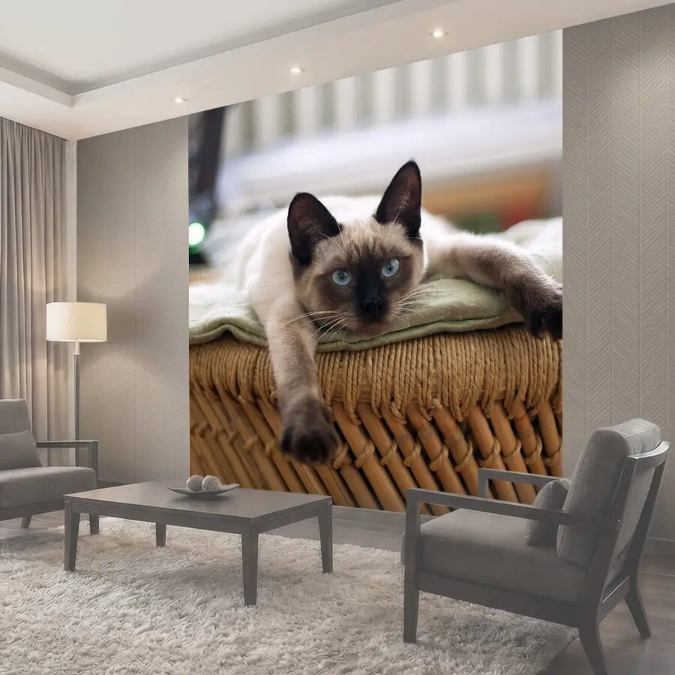 Фотообои Кот, кошка, тайская кошка