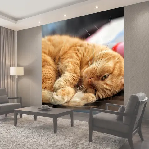 Фотообои Кот, рыжий кот, котенок