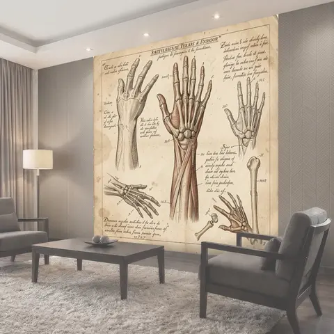 Фотообои Анатомия кистей и костей руки