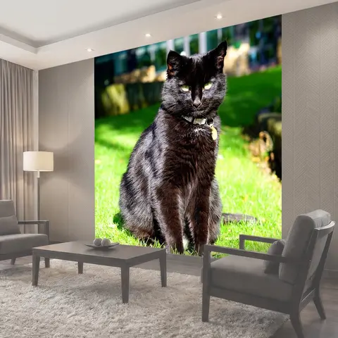 Фотообои Кошка, чернить, черный кот
