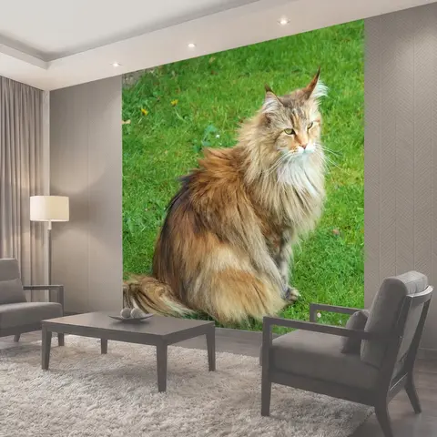 Фотообои Кот, сибирский лесной кот, лесной кот