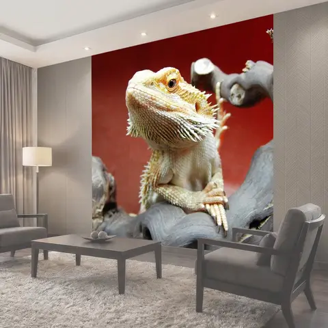 Фотообои Бородатая агама, рептилия, pogona vitticeps