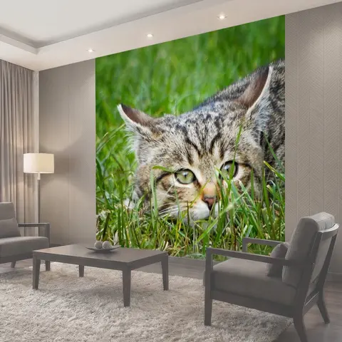 Фотообои Кошка, котенок, полосатый