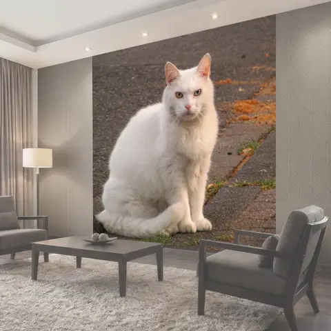Фотообои Кот, домашняя кошка, белый кот