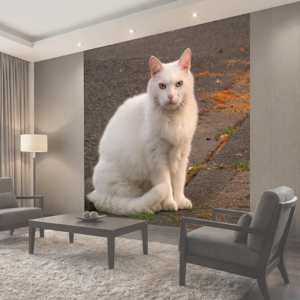 Фотообои Кот, домашняя кошка, белый кот