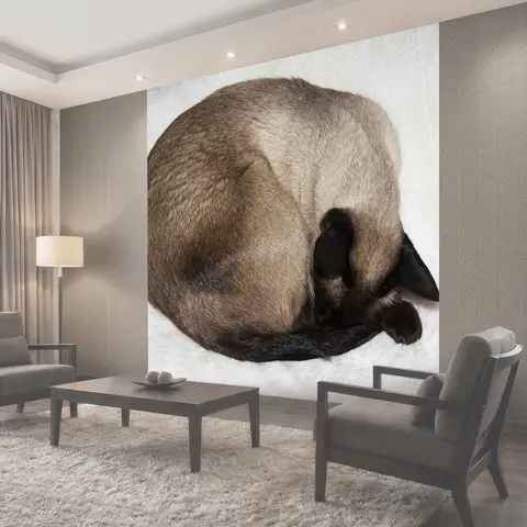 Фотообои Сиамский, тайский siam, кот