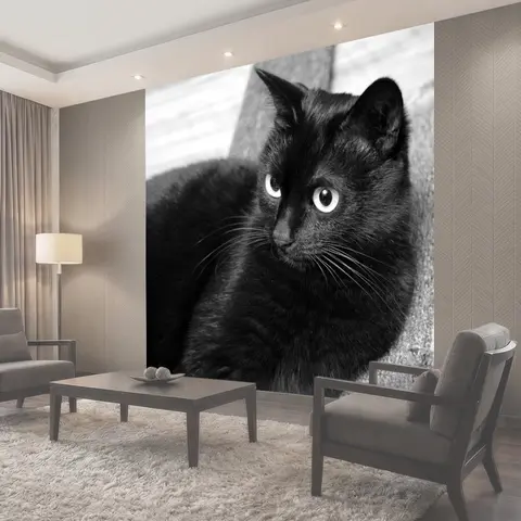 Фотообои Кот, черный кот, взгляд