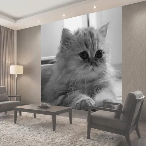 Фотообои Котенок, персидская шиншила, персидский золотой