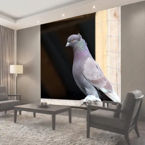 Фотообои Голубь, домашний голубь, птица