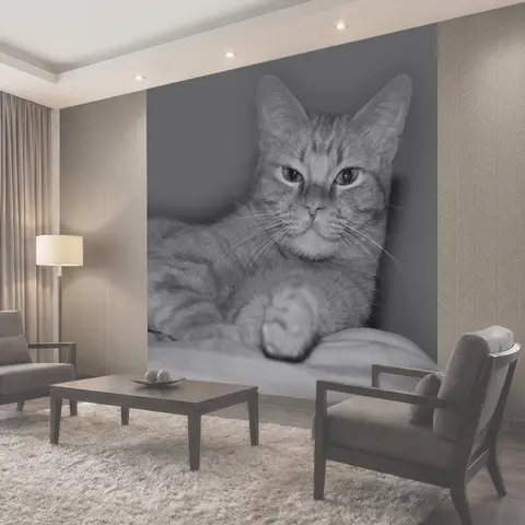Фотообои Кот, красивая, котенок