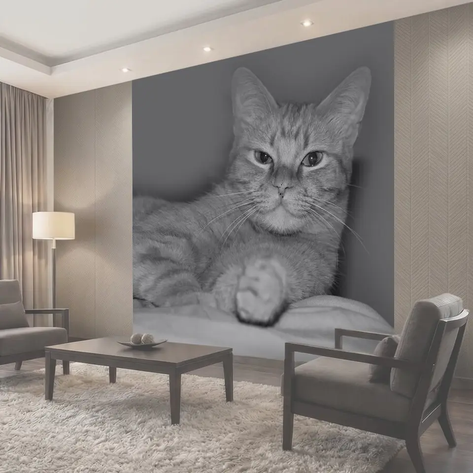Фотообои Кот, красивая, котенок