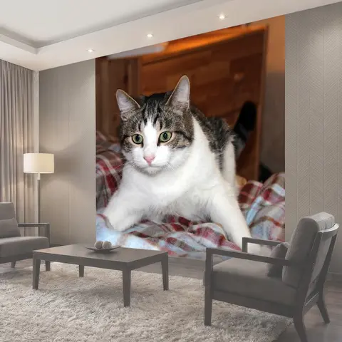 Фотообои Кот, котенок, кошка