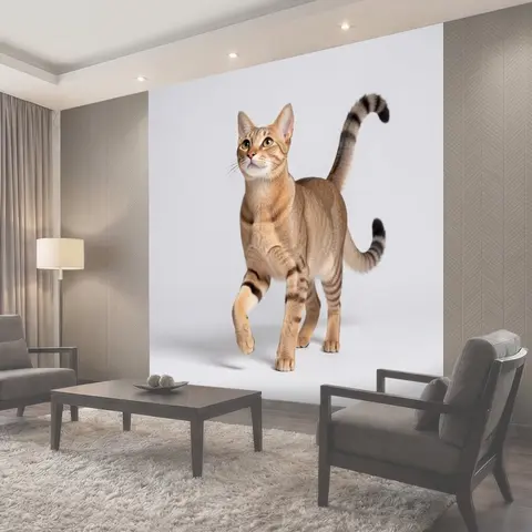 Фотообои Грациозный абиссинский кот