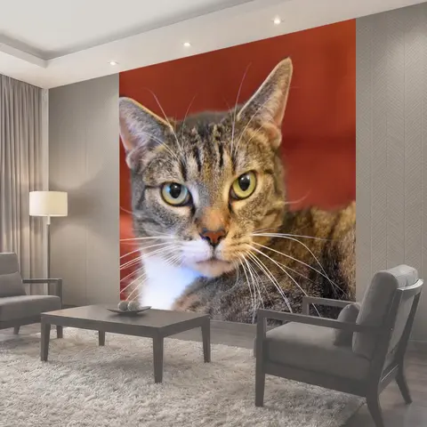 Фотообои Кошка, feline, кошки