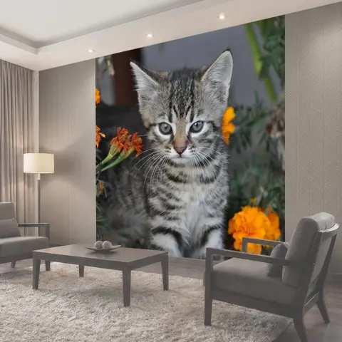 Фотообои Животные, котенок, молодой котенок