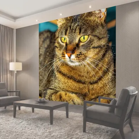 Фотообои Кошка, простоя кошка, домашние животные