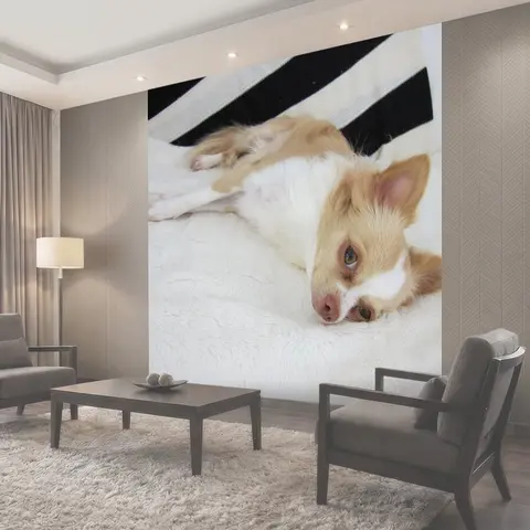 Фотообои Чихуахуа, собака, домашний питомец